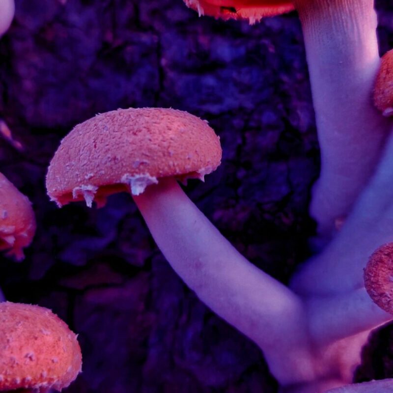 Mushroom Dispensary | Sero Canada
