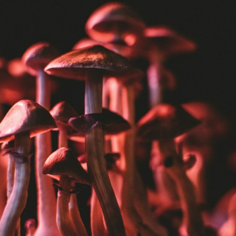 Shrooms Canada | Sero Canada