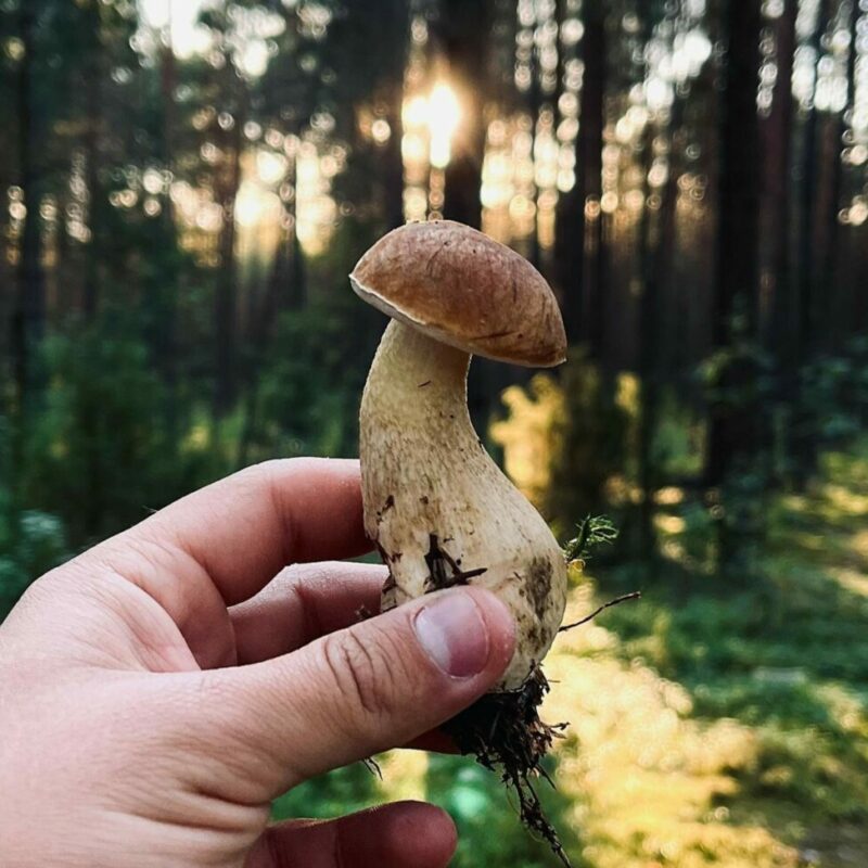Shrooms Delivery Canada | Sero Canada